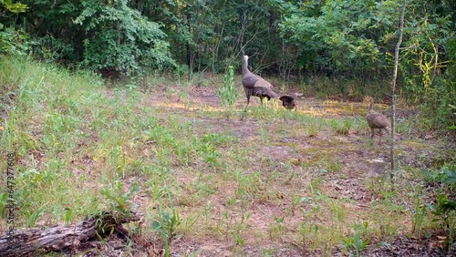 Wild turkey hen and two chicks crossing an opening in the woods in summer