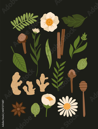 Chai tea ingredients illustration