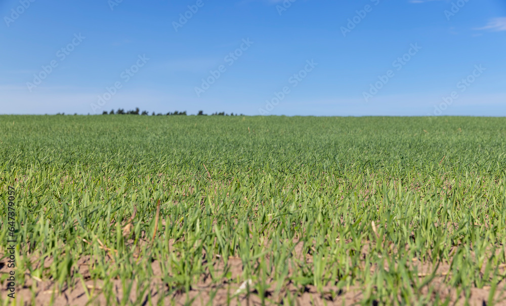 green wheat in the field in sunny weather