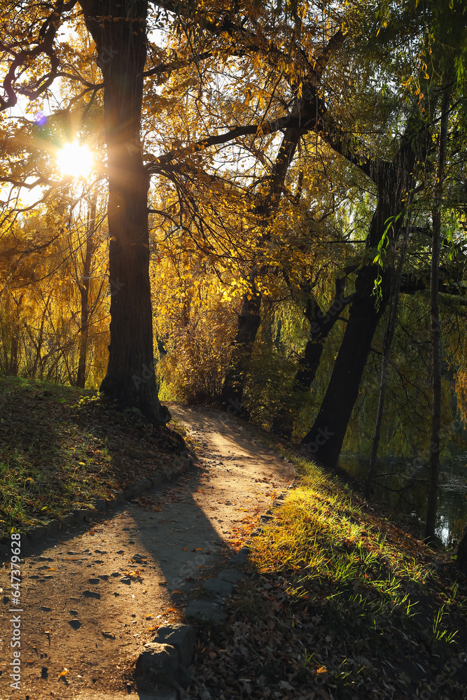 View of beautiful autumn park with trees and fallen leaves at sunset