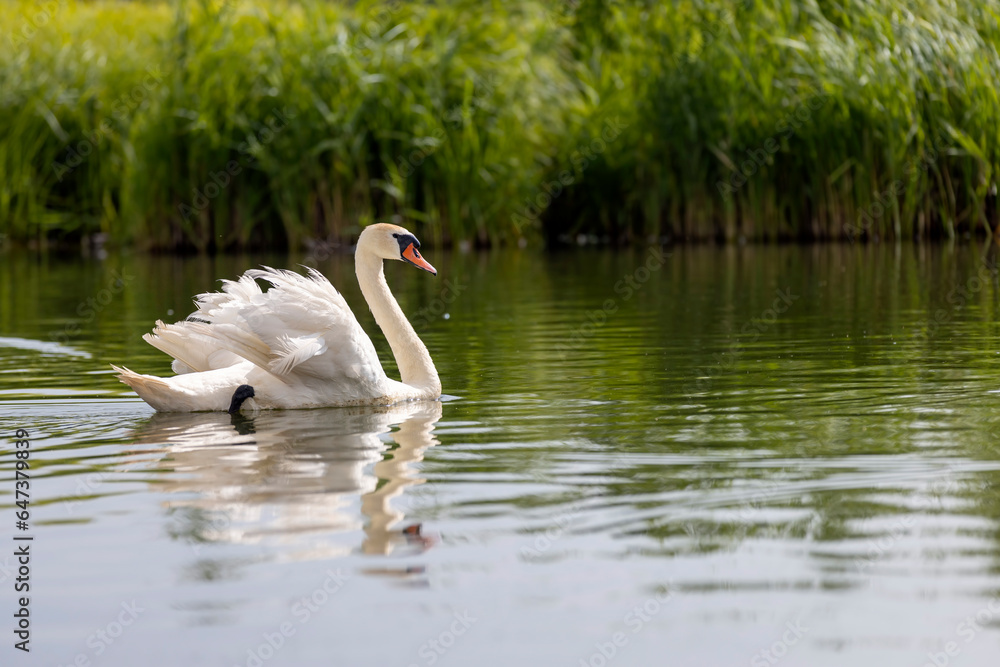 a white swan with feathers living on the lake in the summer a white swan with feathers living on the lake in the summer