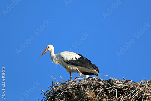 White storks in their nest
