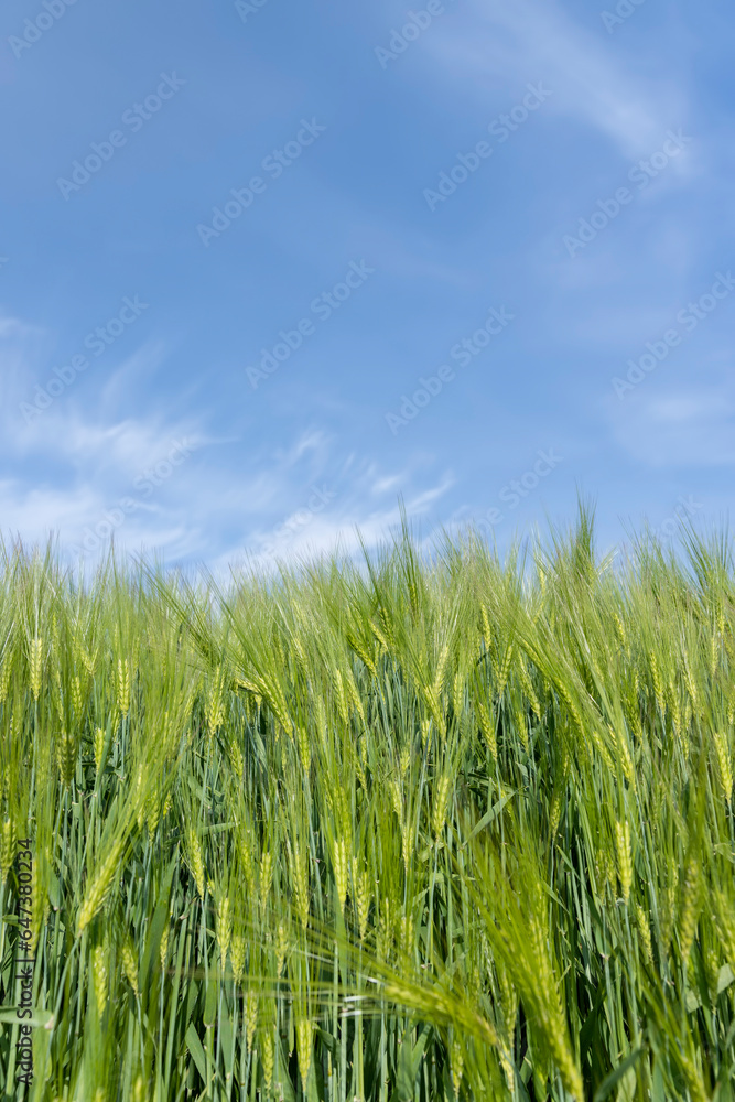 agricultural field with green cereals in summer agricultural field with green cereals in summer