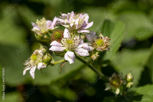 blackberry shrub in the summer, close-up