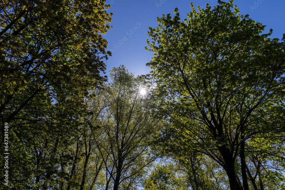 deciduous trees in the spring season in sunny weather deciduous trees in the spring season in sunny weather