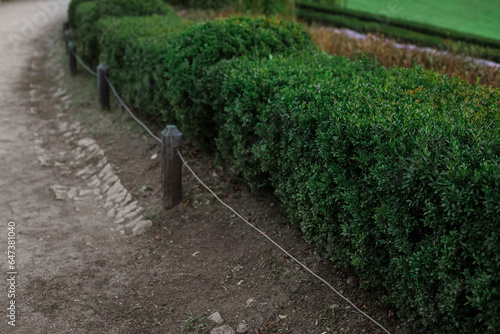 Beautiful green bushes in a...