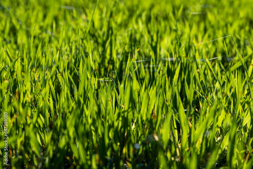 Green grass with a lot of damage and defects