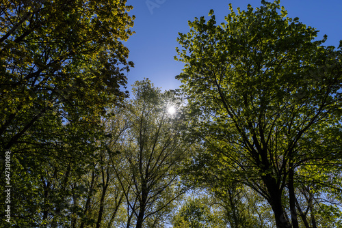 deciduous trees in the spring season in sunny weather © rsooll