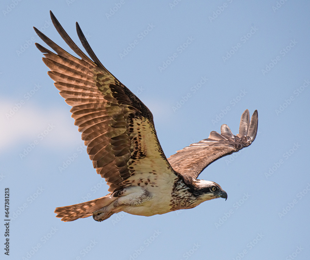 Fototapeta premium Osprey in flight