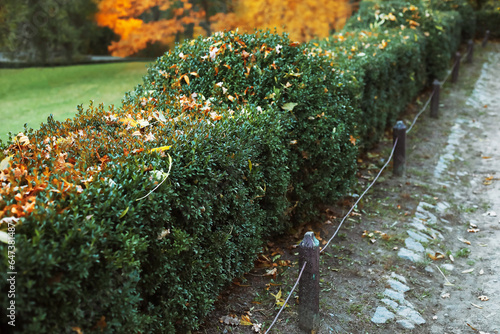 Green bushes with fallen le...