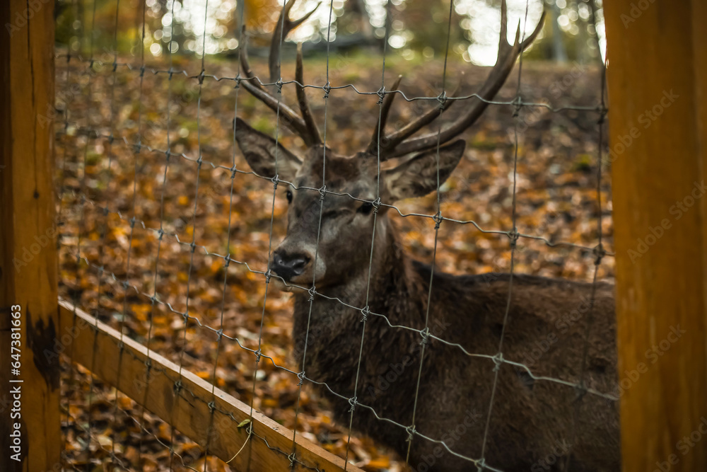 Beautiful deer in autumn park, closeup Beautiful deer in autumn park, closeup
