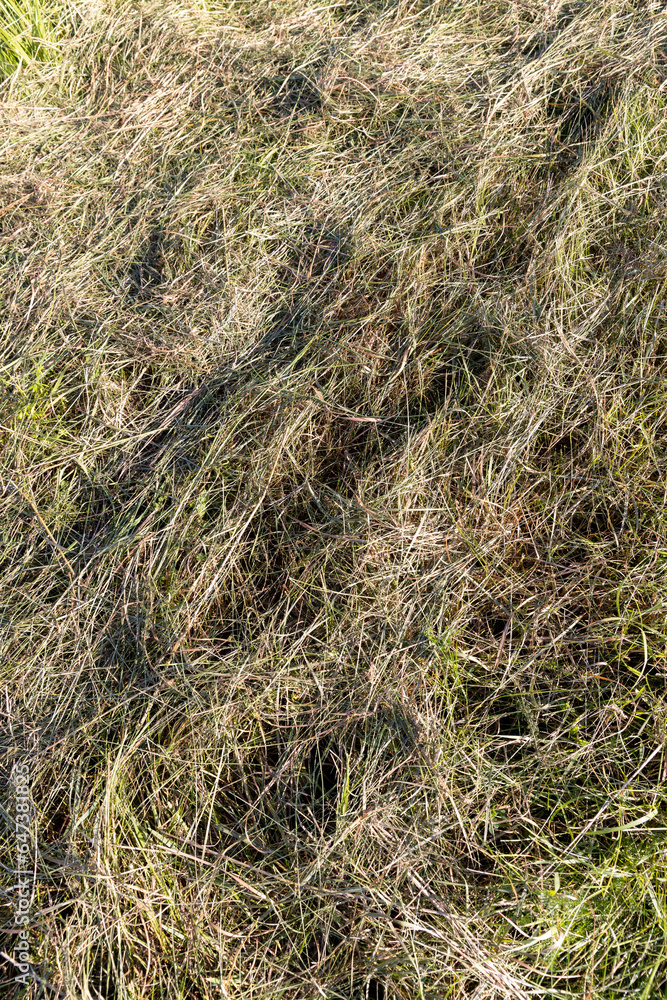 dry mown grass and green grass growing in summer dry mown grass and green grass growing in summer
