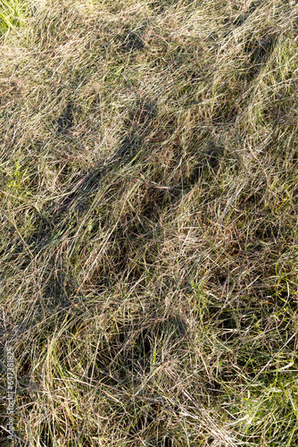 dry mown grass and green grass growing in summer