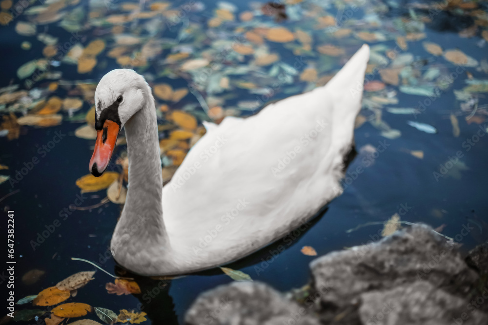 Beautiful swan swimming in lake on autumn day Beautiful swan swimming in lake on autumn day