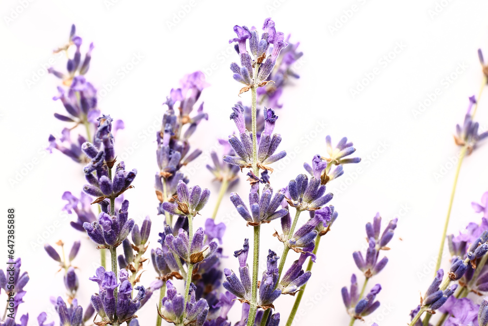 Branches of beautiful lavender flowers on white background, closeup Branches of beautiful lavender flowers on white background, closeup