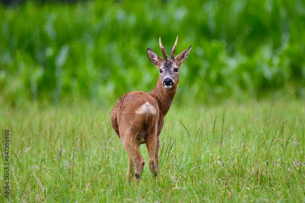 Ein Reh steht auf einer Wiese Ein Reh steht auf einer Wiese