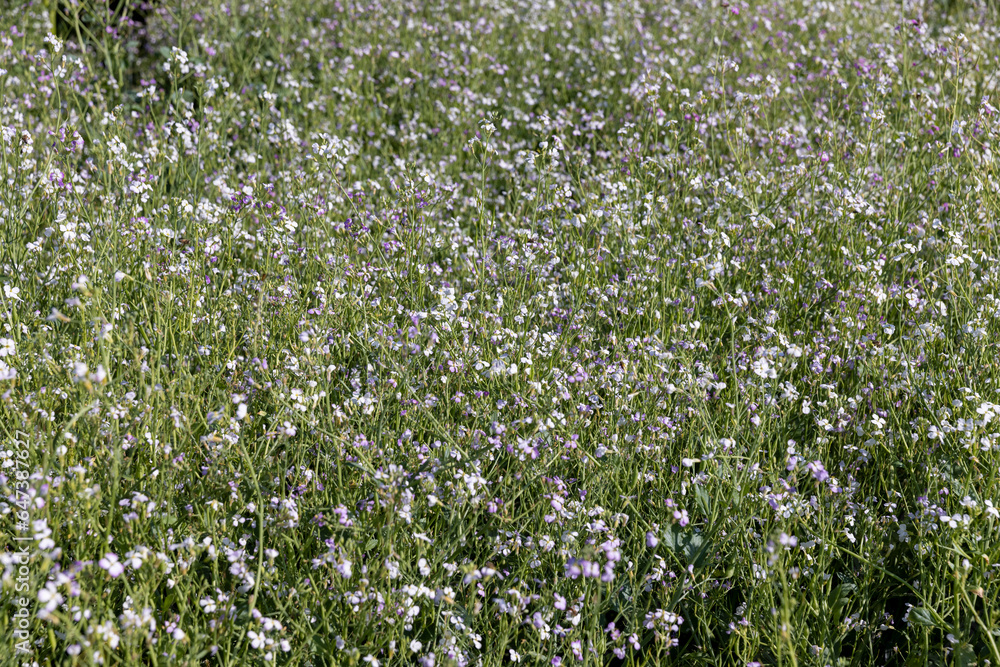 agricultural flowers used as honey plants to produce honey agricultural flowers used as honey plants to produce honey