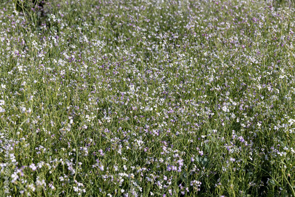 agricultural flowers used as honey plants to produce honey