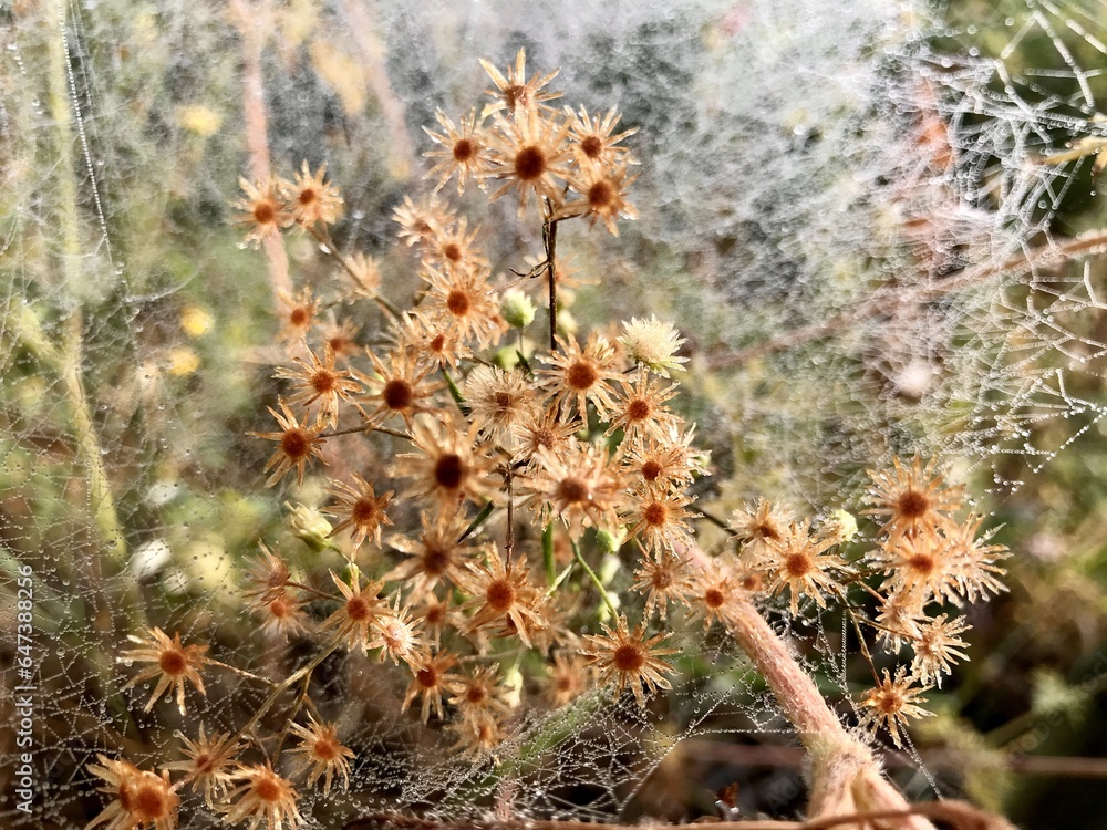 A dry flower of a plant that has bloomed on an autumn morning on a background of cobwebs with dew. A dry flower of a plant that has bloomed on an autumn morning on a background of cobwebs with dew.