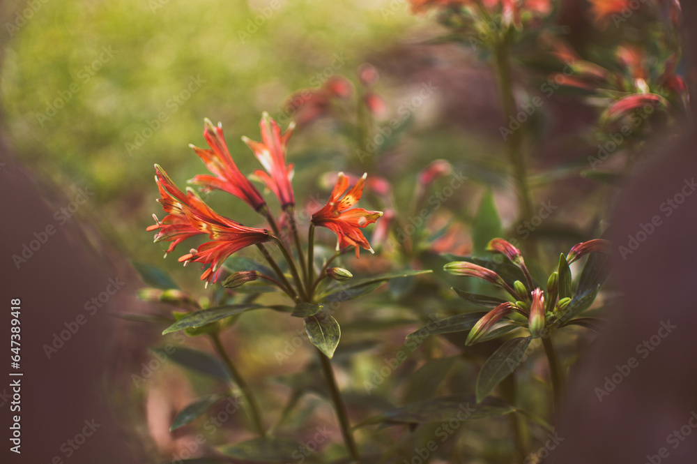 Flores vermelhas com fundo desfocado