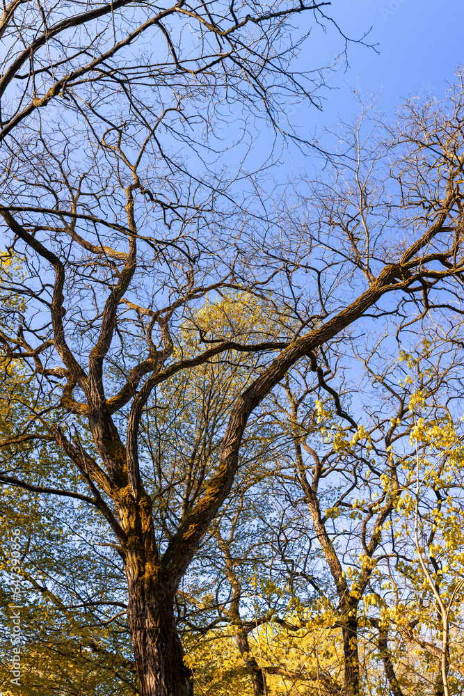 trees with orange and yellow foliage are illuminated by sunlight trees with orange and yellow foliage are illuminated by sunlight