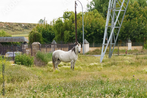 A white horse stands behind a fence in the grass.