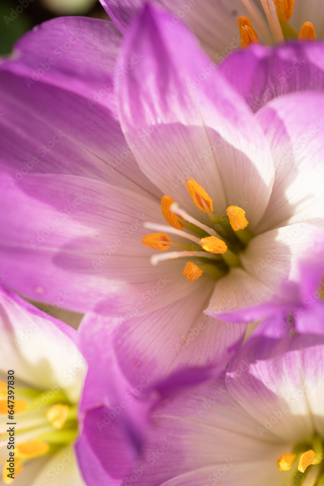 flowering beautiful white - violet crocuses at sunny autumn day. macro flowering beautiful white - violet crocuses at sunny autumn day. macro