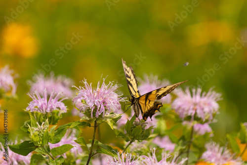This beautiful eastern tiger swallowtail is seen here at this wild bergamot wildflower. The butterflies yellow and black stripes on the wings help to give it the name. 