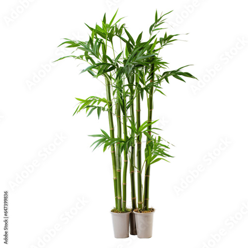 A tall bamboo plant in a pot on a white background
