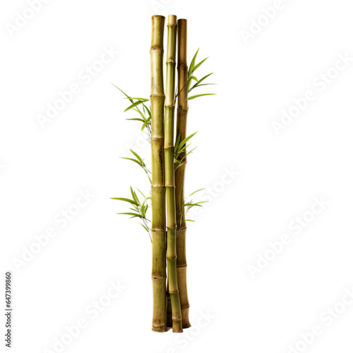 A tall bamboo plant with green leaves © LUPACO PNG