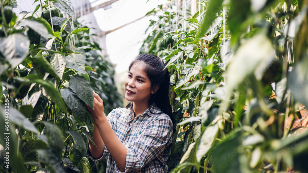 Farmer harvest bell pepper. agriculture and food production concept. Farmer picking a Bell Pepper in an ecological and traditional greenhouse. Happy gardener in bell pepper Garden. Season harvest Farmer harvest bell pepper. agriculture and food production concept. Farmer picking a Bell Pepper in an ecological and traditional greenhouse. Happy gardener in bell pepper Garden. Season harvest
