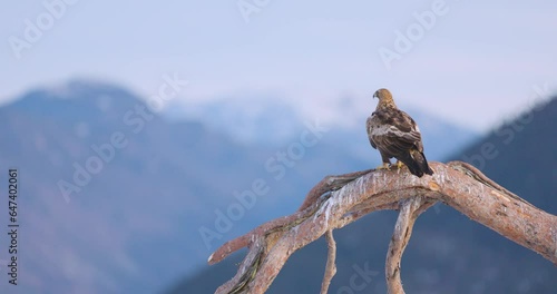 Golden eagle sits on a tree together with a magpie in the mountains at winter