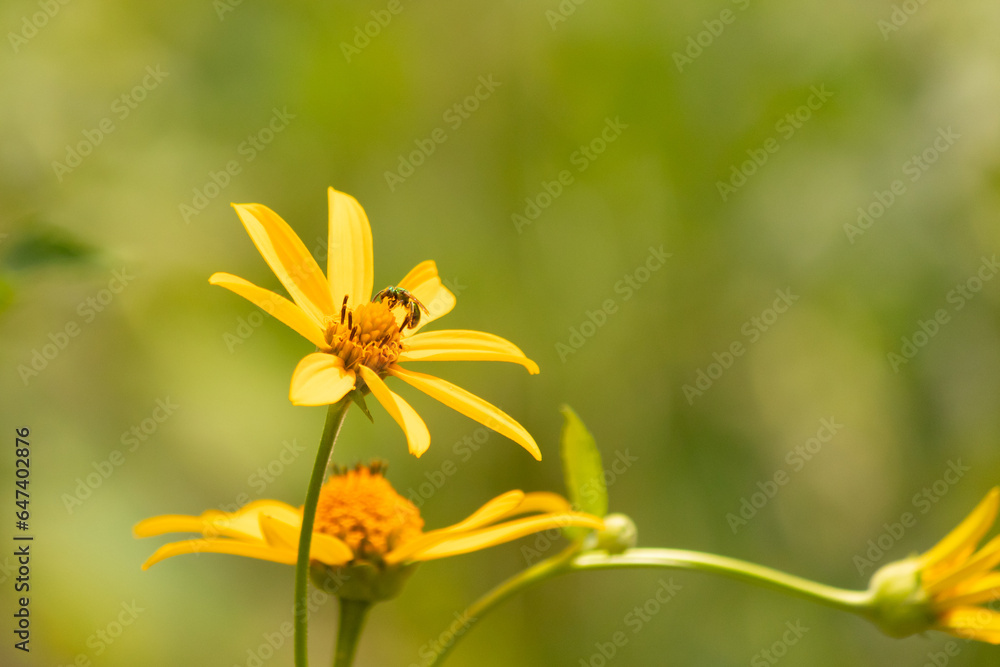 Cute little insect coming to visit this wildflower. This sweat bee has come to pollinate the false sunflower that is growing in the meadow. The little pollinator is a shiny neon green. Cute little insect coming to visit this wildflower. This sweat bee has come to pollinate the false sunflower that is growing in the meadow. The little pollinator is a shiny neon green.