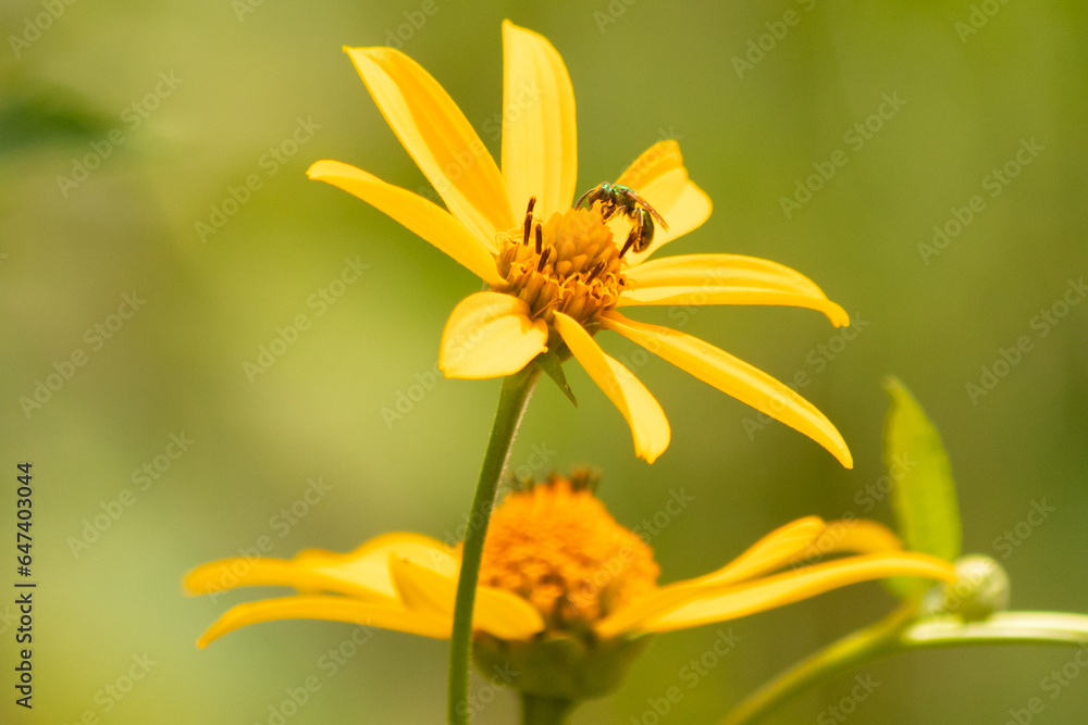 Cute little insect coming to visit this wildflower. This sweat bee has come to pollinate the false sunflower that is growing in the meadow. The little pollinator is a shiny neon green. Cute little insect coming to visit this wildflower. This sweat bee has come to pollinate the false sunflower that is growing in the meadow. The little pollinator is a shiny neon green.