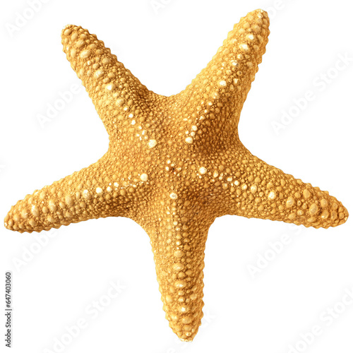 starfish isolated on white background