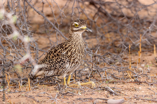 Spotted Thick-knee, Kgalagadi, South Africa