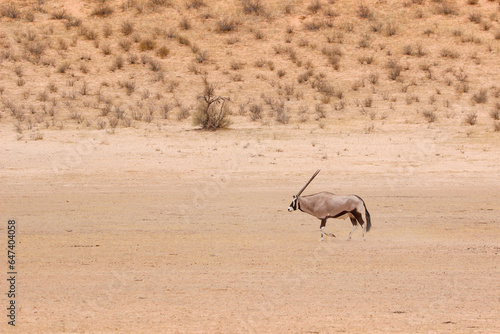 Gemsbok or Oryx  Kgalagadi  Kalahari 