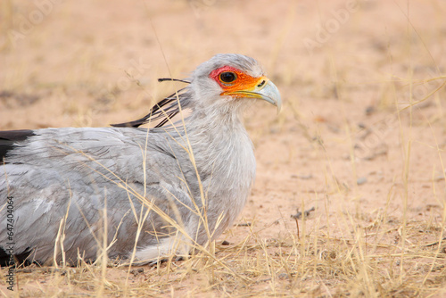 Secretarybird (Sagittarius serpentarius), Kgalagadi, Kalahari © Kim