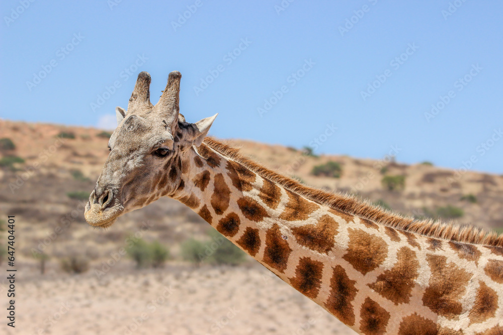 Obraz premium Giraffe in the Kgalagadi Transfrontier Park, Kalahari 