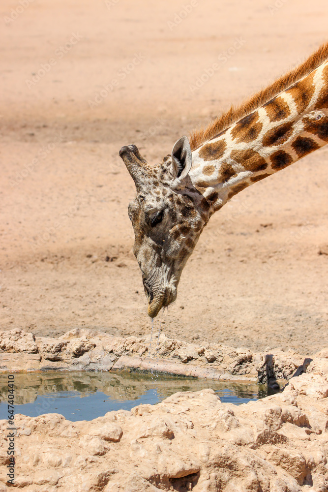 Obraz premium Giraffe drinking water in the Kgalagadi Transfrontier Park, Kalahari 