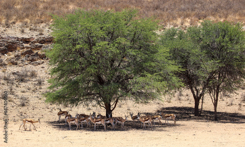 Herd of Springbok in the shade or an Acacia tree, Kgalagadi, Kalahari