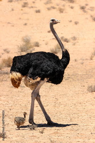 Male ostrich with chick, Kgalagadi, Kalahari