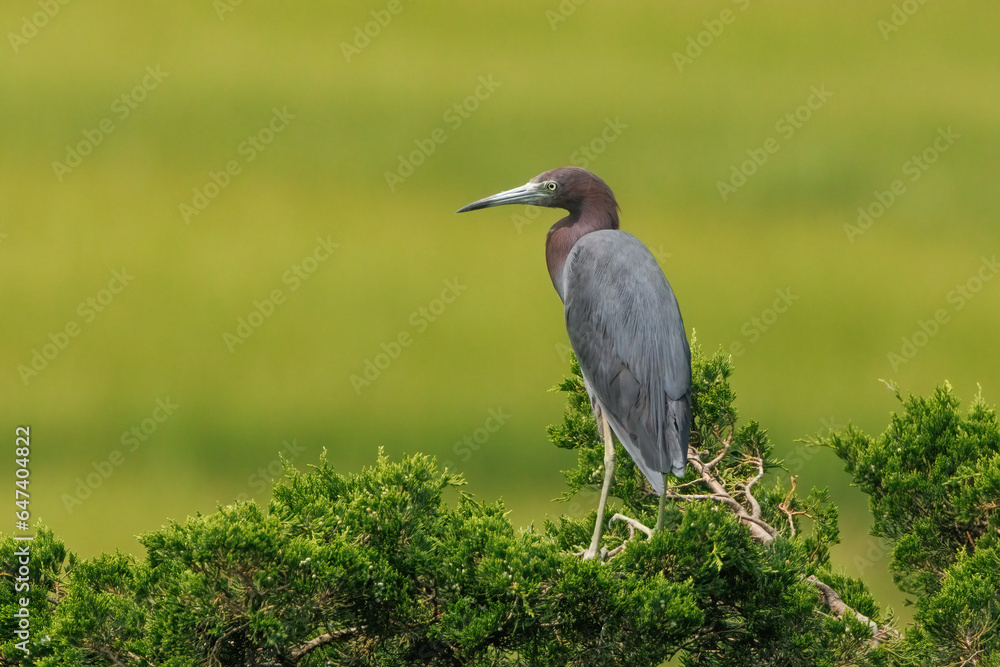 Fototapeta premium Little Blue Heron