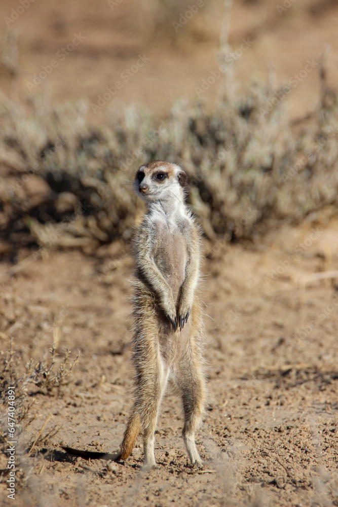 Fototapeta premium Meerkat or Suricate in the Kgalagadi, Kalahari