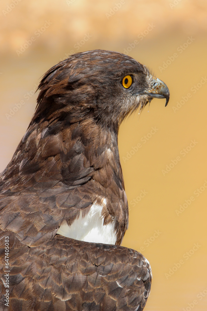 Black-chested Snake Eagle (Circaetus pectoralis), Kgalagadi, Kalahari Black-chested Snake Eagle (Circaetus pectoralis), Kgalagadi, Kalahari