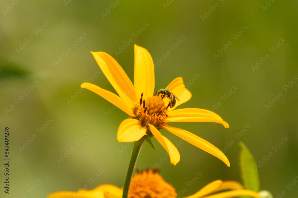 Cute little insect coming to visit this wildflower. This sweat bee has come to pollinate the false sunflower that is growing in the meadow. The little pollinator is a shiny neon green. Cute little insect coming to visit this wildflower. This sweat bee has come to pollinate the false sunflower that is growing in the meadow. The little pollinator is a shiny neon green.