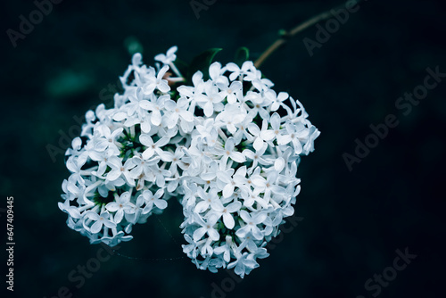 A close up of white Lilac flowers