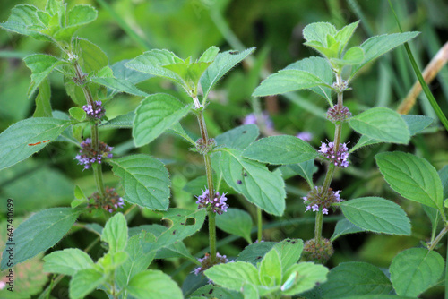 Mint (Mentha) grows in nature photo