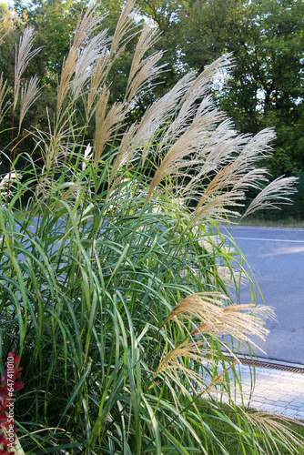 Chinese miscanthus (Miscanthus sinensis) is used in landscaping photo