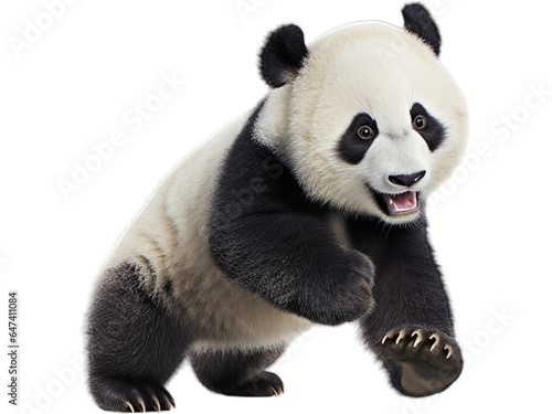 Playful Panda Frolic, Transparent